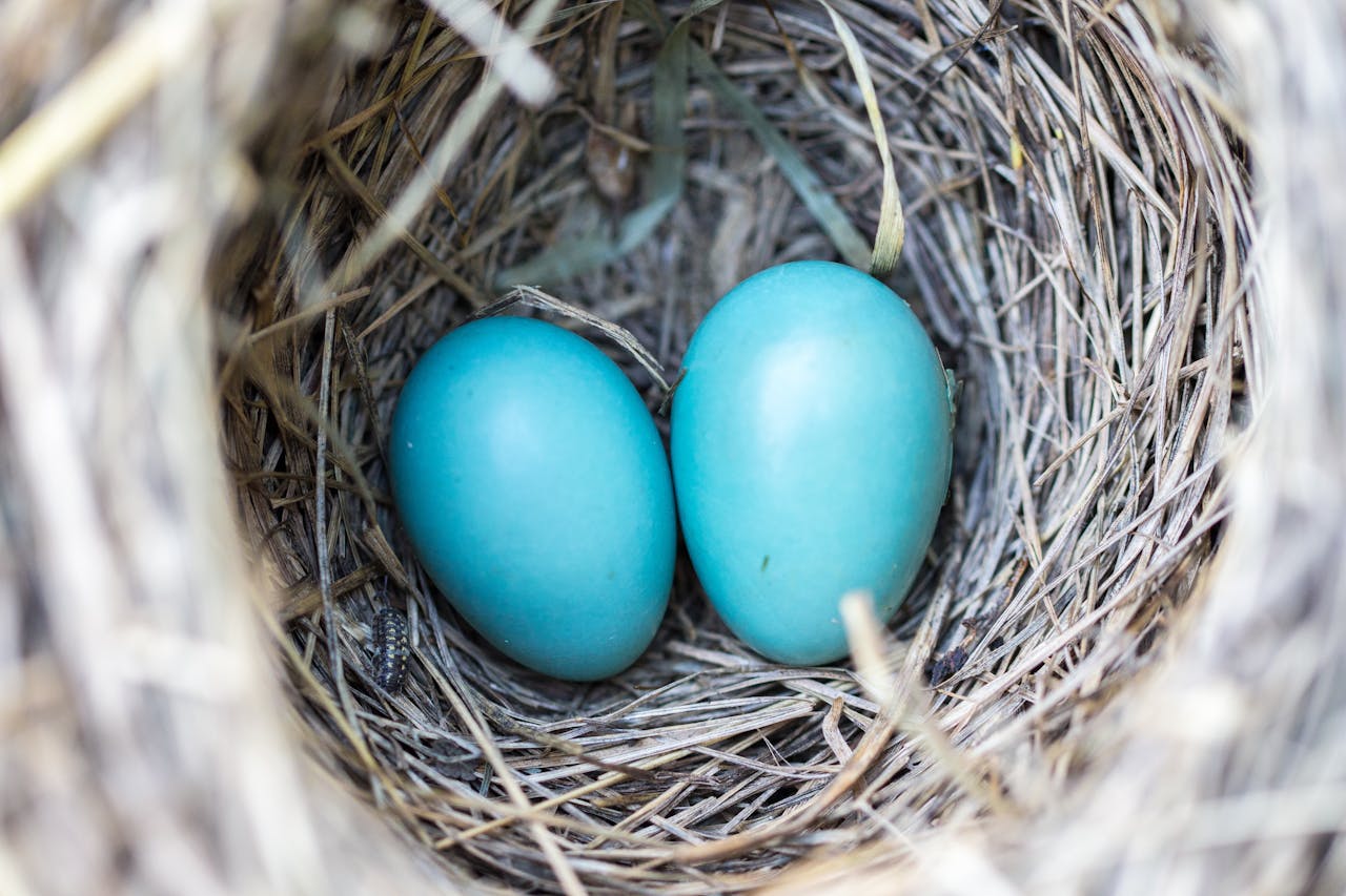 Selective Focus Photography2 Blue Egg on Nest